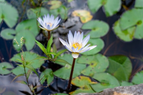 彩票选号策略